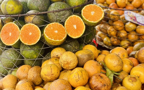 Quýt sim cuối vụ giá cao gấp 3 nhưng vẫn ‘được lòng’ người tiêu dùng