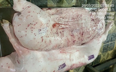 Xuất hiện thông tin Công ty CP Chăn nuôi CP Việt Nam chế biến lợn bệnh: Cục Chăn nuôi và Thú y yêu cầu khẩn trương vào cuộc kiểm tra