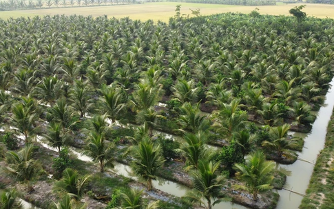 Loại quả bình dân của Việt Nam được Trung Quốc, Mỹ săn lùng, ví như "vàng xanh", Bến Tre trồng cực nhiều
