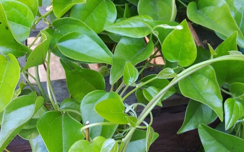 Loại lá có nhiều vào mùa hè vừa giải nhiệt vừa kiểm soát đường huyết tốt, đem làm nhiều món ngon mát bổ