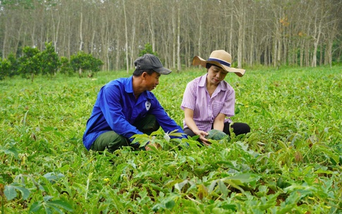 Vất vả cả vụ mùa, nhiều người trồng dưa hấu không thu được vốn