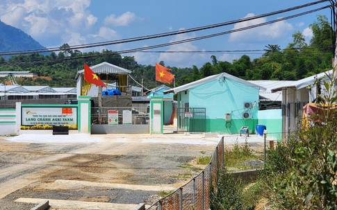Ô nhiễm tái diễn ngay sau khi trang trại lợn được phép hoạt động lại