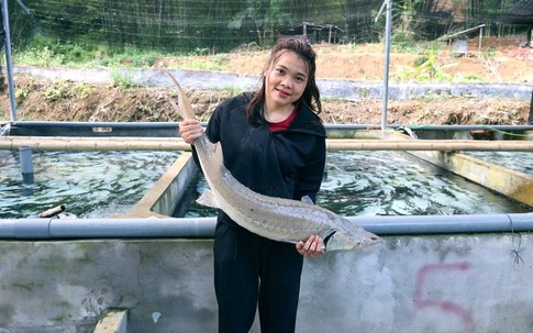 Cô gái Mường thu tiền tỷ nhờ nuôi cá ‘quý tộc’ trên đỉnh núi