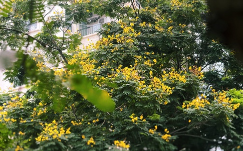 Không phải phượng đỏ, đây mới là loài hoa đang âm thầm ‘chiếm sóng’ Hà Nội tháng 6 khiến dân tình thổn thức