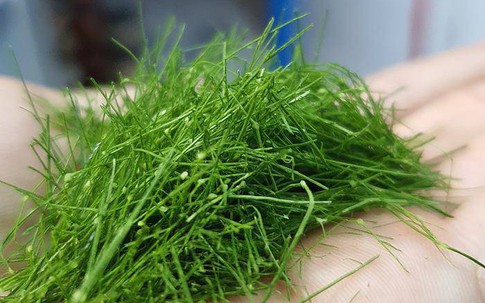 Thứ lá người Việt thường rắc lên gà luộc, không ngờ là loại rau chứa chất chống oxy hóa mạnh, bảo vệ hệ thần kinh
