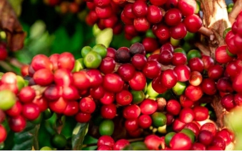 Giá cà phê hôm nay 21/6: Giá cà phê Arabica tăng nhẹ trở lại