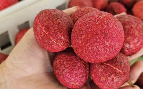 Một loại vải đặc biệt ở Thanh Hoá giá 600.000 đồng/kg