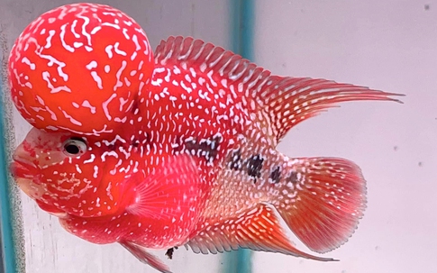 Top những loài cá phong thủy mang lại may mắn