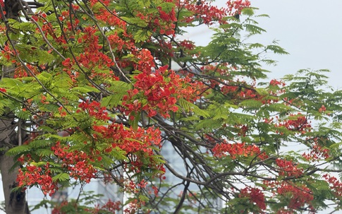 Vừa chớm hè, dân tình đã ‘cháy tim’ với loạt ảnh hoa phượng đẹp như thơ