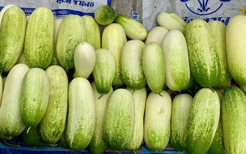 Loại dưa chuột ‘khủng’ cả kg/quả, đặc sản vùng Tây Bắc được chị em thi nhau săn đón