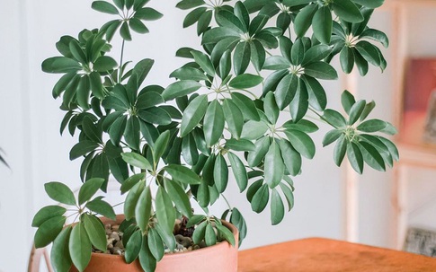 Những loại cây phong thủy giúp hóa giải sát khí từ góc nhọn trong nhà
