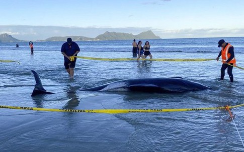 Mổ bụng loài cá quý hiếm bậc nhất thế giới, phát hiện sự thật gây sốc