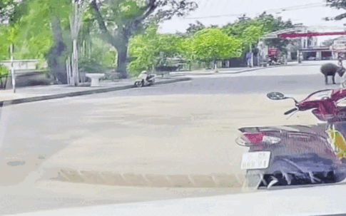 Hoảng hồn cảnh trâu 'điên' sổng chuồng, húc văng người phụ nữ đi xe máy
