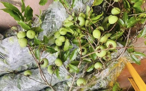 Thị thơm vào mùa, chị em đua nhau ‘săn’ cành thị về chưng làm đẹp không gian sống, nên biết mẹo này để cắm tươi lâu
