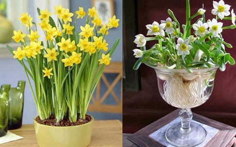 Nhà nào có những loài hoa này, 'vàng bạc đầy tay', con cháu thông minh khỏe mạnh