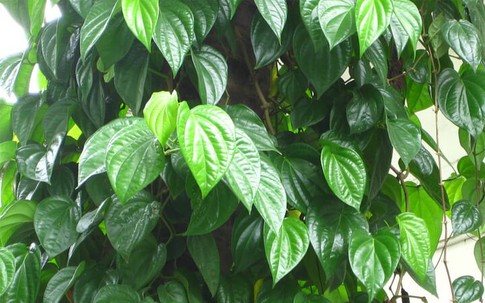 Đặt cây trầu không ở vị trí này trong nhà để mang lại may mắn cho sự nghiệp và bình yên cho ngôi nhà