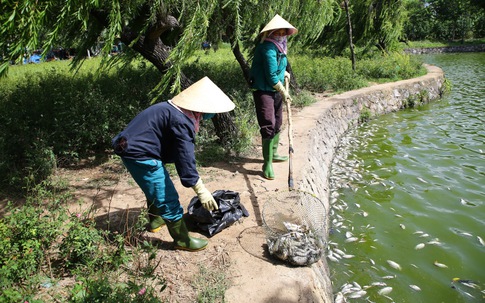 Quảng Trị: Nguyên nhân cá chết bất thường tại hồ điều hòa Nam Lý