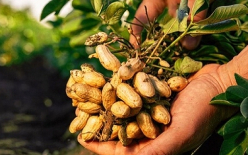 Loại quả mọc trong đất cực nhiều ở Việt Nam, bổ dưỡng chẳng kém nhân sâm tổ yến
