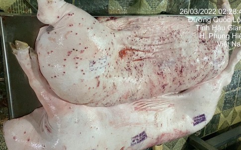 Thông tin mới nhất vụ Công ty C.P. Việt Nam bị 'tố' dùng lợn bệnh