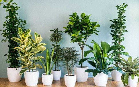 Mẹo giúp cây cảnh trong nhà ra rễ khỏe, lá xanh mướt, không còn lo cây chết