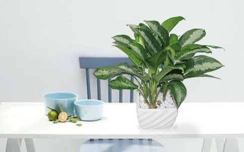 Muốn chặn vận xui, tiền lúc nào cũng rủng rỉnh, hãy sở hữu ngay cây giữ tiền