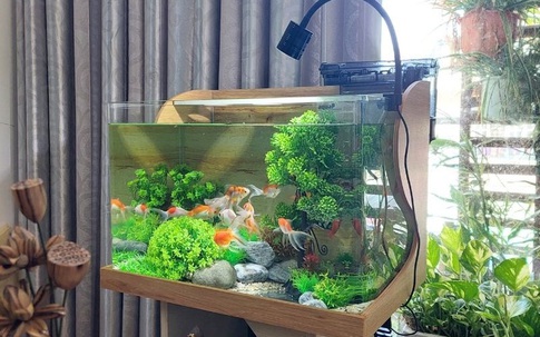 Số lượng cá và vị trí đặt bể cá cho người mệnh Hỏa
