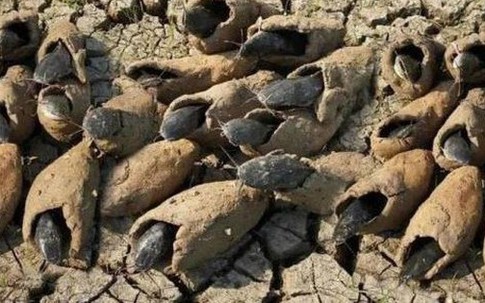 Loài cá duy nhất trên thế giới có thể sống 5 năm không cần nước