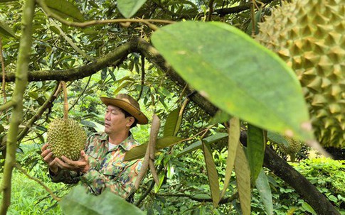 Đưa sầu riêng trở lại thời hoàng kim