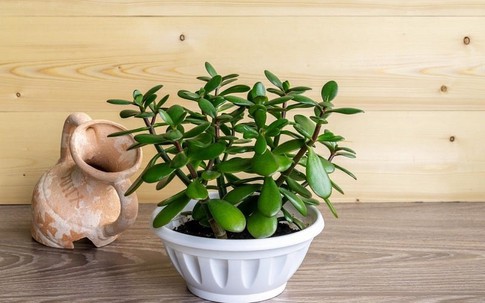 Cây cảnh phong thủy phòng lãnh đạo cho người mệnh Mộc