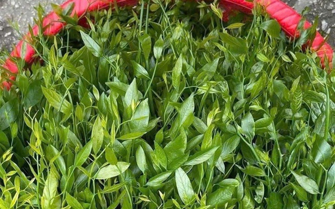 Rau ngót rừng – 'mì chính' của núi rừng, hiếm hàng, giá bán 150.000 đồng/kg vẫn không đủ trả đơn