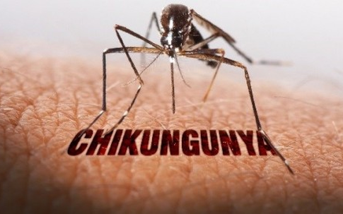 Bệnh Chikungunya đang gia tăng tại một số quốc gia trong khu vực, Việt Nam làm gì để phòng ngừa nguy cơ lây nhiễm?