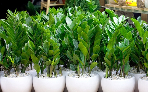 Người mệnh này đại kỵ không được trồng cây kim tiền trong nhà nếu không muốn 'tán gia bại sản'
