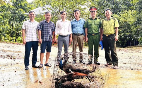Người dân giao nộp nhiều cá thể động vật quý hiếm
