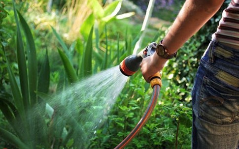Dùng những loại nước này tưới cây, cây 'lớn nhanh như thổi'
