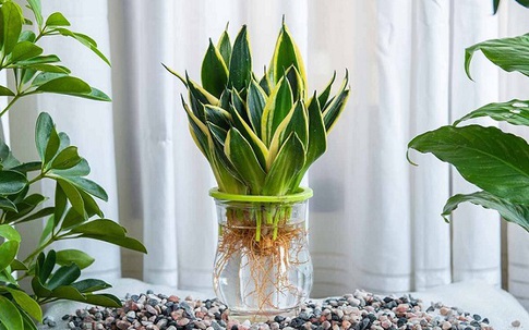 Xua đuổi ‘vận đen’ tháng 'cô hồn' và cả quanh năm bằng các loại cây cảnh trừ tà nhưng tuyệt đẹp sau