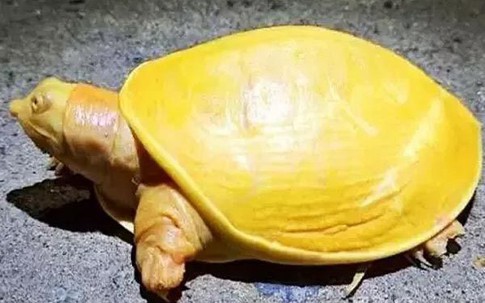 Nuôi rùa vàng có tốt cho phong thủy nhà ở không?