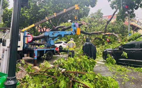 Hà Nội: Tài xế kể lại khoảnh khắc xe ô tô bị cây cổ thụ trên đường Trần Phú đổ đè trúng