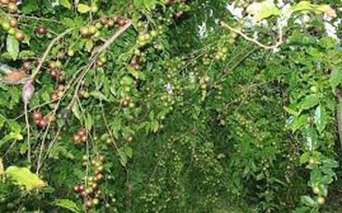 Tác dụng của cây bồ quân trong cuộc sống nhất định bạn phải biết