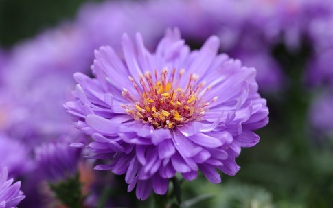 3 số cuối ngày sinh Âm lịch hé lộ vận mệnh kiên định, không gì quật ngã