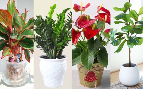 Cách chọn cây phong thủy để bàn theo từng mệnh giúp thăng tiến, may mắn và tài lộc
