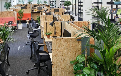 Loài cây hóa giải sát khí trong văn phòng làm việc, giảm stress hiệu quả