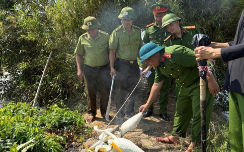 Hà Tĩnh: Ngăn chặn, tiêu hủy nhiều dụng cụ bẫy chim trời