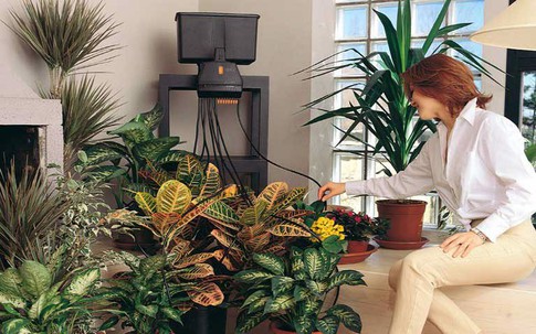 Cách chăm sóc các cây cảnh để bàn luôn tốt tươi, khỏe mạnh