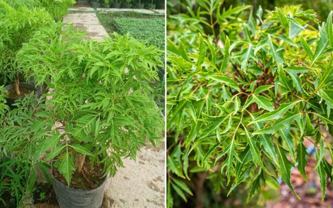 Trồng đinh lăng đúng chỗ, gia chủ dễ hút lộc, tiền vào như nước
