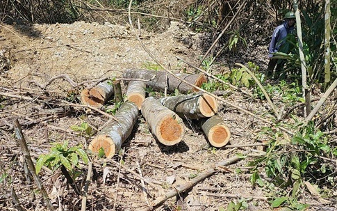 Lợi dụng thời tiết sau mưa bão, người đàn ông khai thác trái phép 6,893m3 gỗ