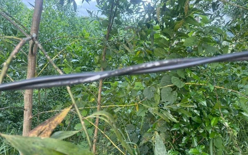 Một người phụ nữ ở Huế bị điện giật tử vong trong lúc đi chăn bò
