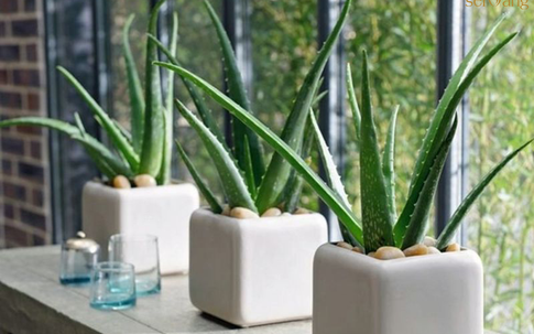 Cây nha đam, 'báu vật' mang đến nhiều lợi ích phong thủy nhà cửa, thẩm mỹ và cả sức khỏe