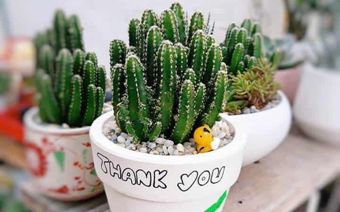Vị trí vàng nên đặt cây xương rồng để hóa giải tà khí
