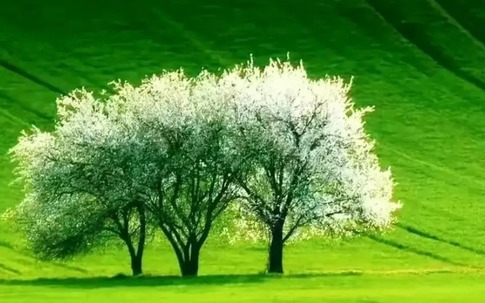 Tháng sinh Âm lịch của người được trời ban khí chất hơn người