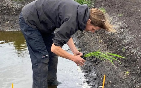 Lần đầu tiên nước Anh trồng được lúa